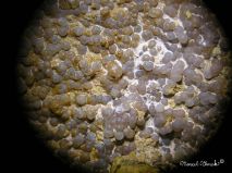 lokality-cechy-trenice-wavelit-34