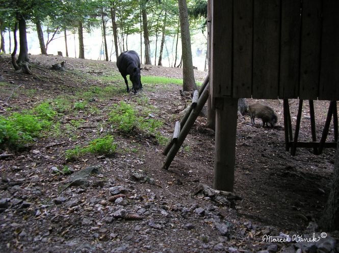 lokality-morava-borovec-04