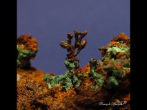 lokality-morava-borovec-12