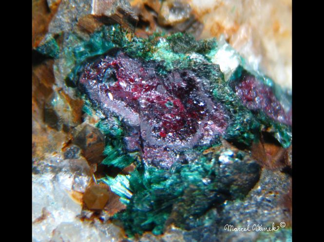 lokality-morava-borovec-25