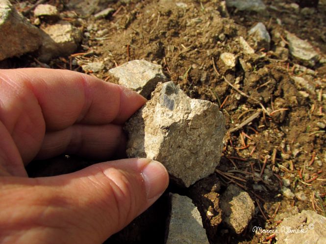 lokality-morava-pokojovice-2017-korund-102