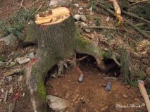 lokality-morava-pokojovice-2017-korund-11