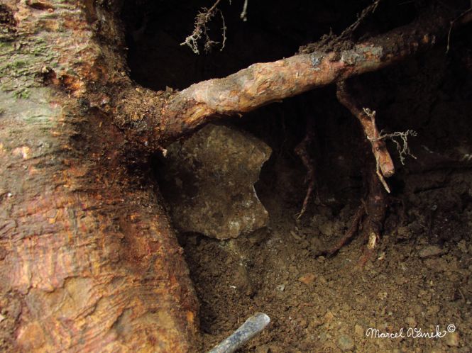 lokality-morava-pokojovice-2017-korund-12