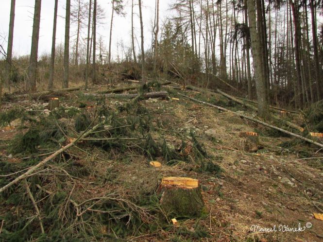 lokality-morava-pokojovice-2017-korund-17
