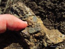 lokality-morava-pokojovice-2017-korund-30