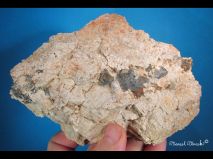 lokality-morava-pokojovice-2017-korund-42