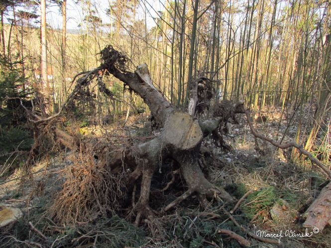 lokality-morava-pokojovice-2017-korund-46
