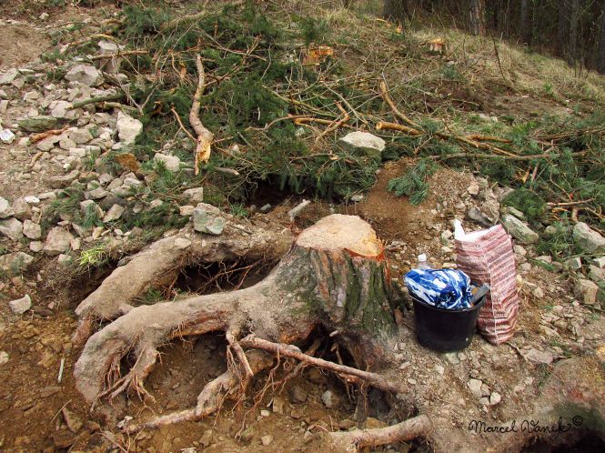 lokality-morava-pokojovice-2017-korund-51