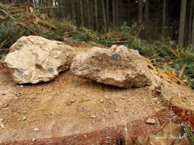 lokality-morava-pokojovice-2017-korund-72