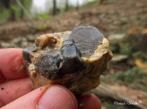 lokality-morava-pokojovice-2017-korund-81