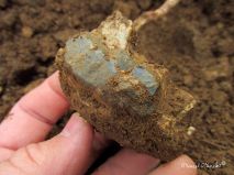 lokality-morava-pokojovice-2017-korund-83