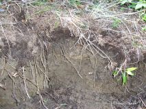 lokality-morava-pokojovice-053-korund