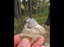 lokality-morava-pokojovice-096-korund