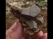 lokality-morava-pokojovice-111-korund