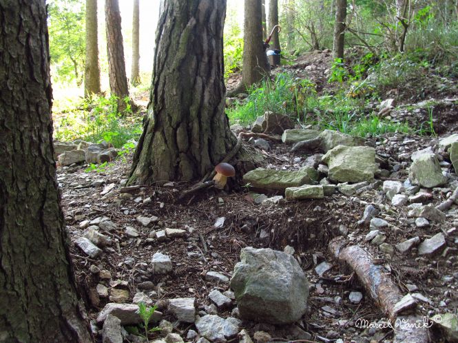 lokality-morava-pokojovice-121-korund