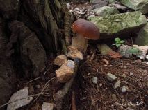 lokality-morava-pokojovice-126-korund