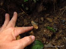 lokality-morava-pokojovice-129-korund