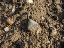 2019-01-zverotice-rutily-14